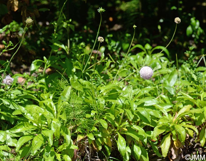 Scabiosa nitens