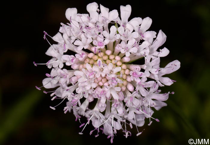 Scabiosa nitens