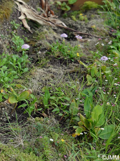 Scabiosa nitens