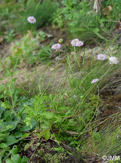 Scabiosa nitens