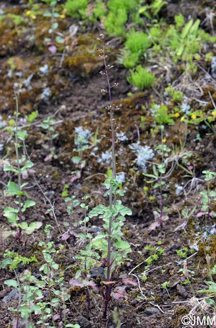 Scrophularia auriculata