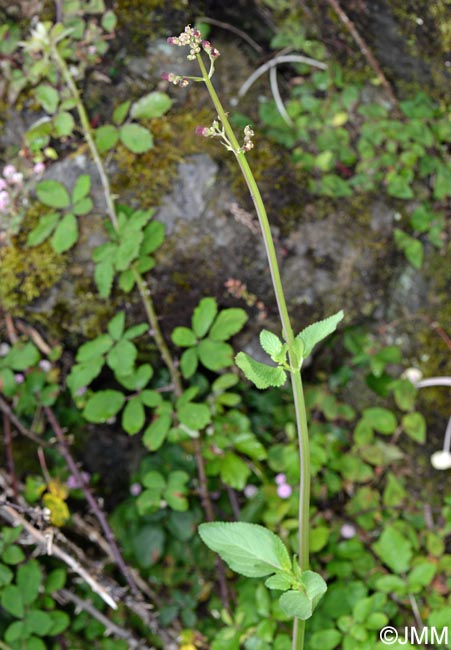 Scrophularia auriculata