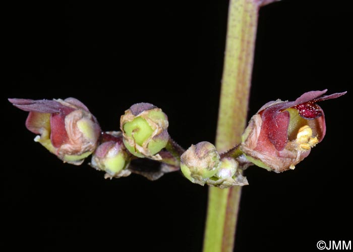 Scrophularia auriculata