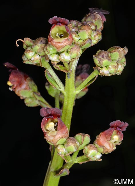 Scrophularia auriculata