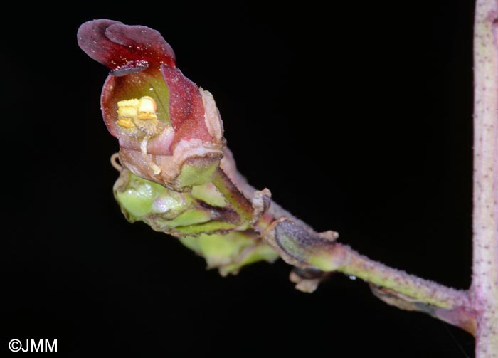 Scrophularia auriculata