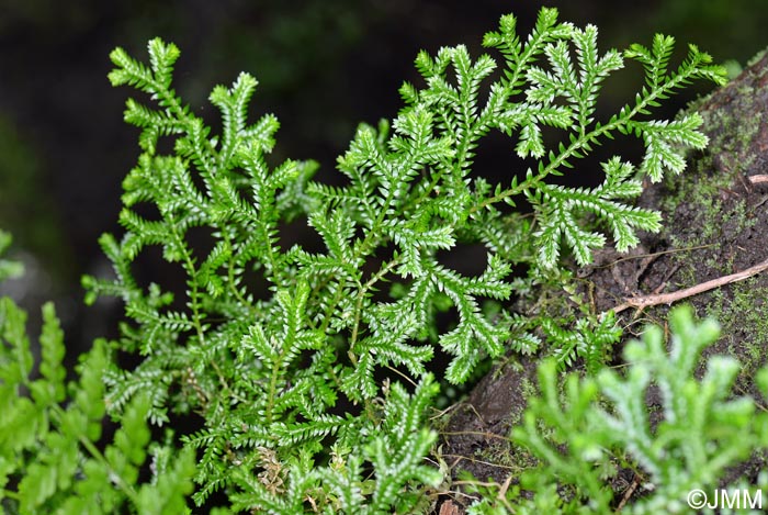 Selaginella kraussiana