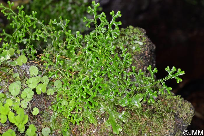 Selaginella kraussiana