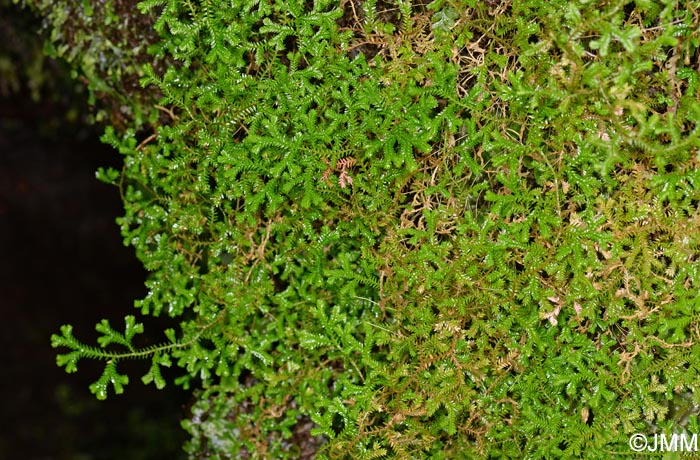 Selaginella kraussiana