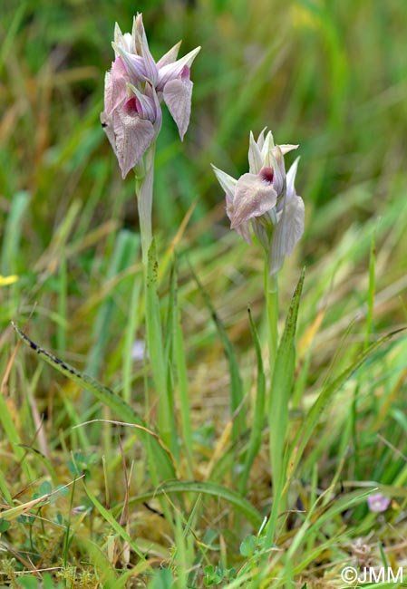 Serapias azorica