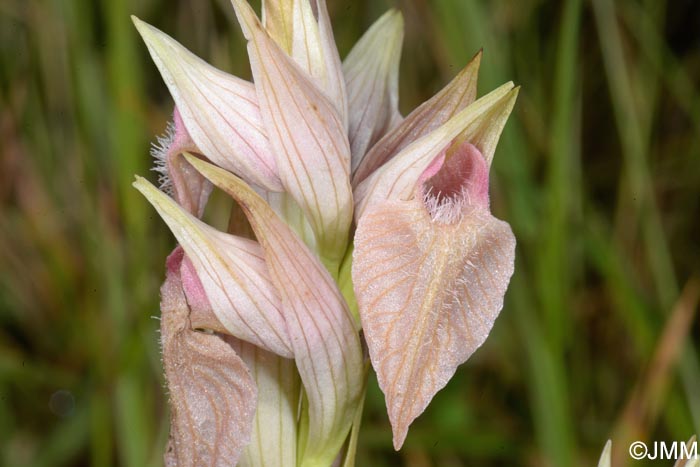 Serapias azorica