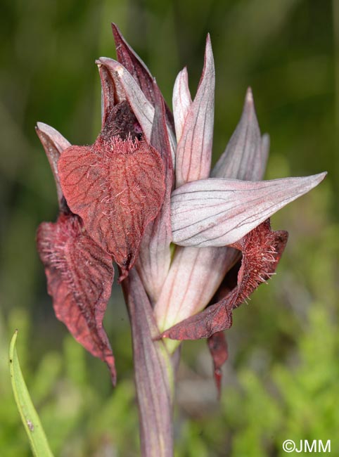 Serapias azorica