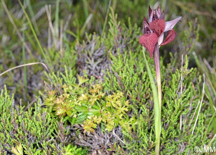 Serapias azorica &  Rubia agostinhoi, parmi Calluna vulgaris