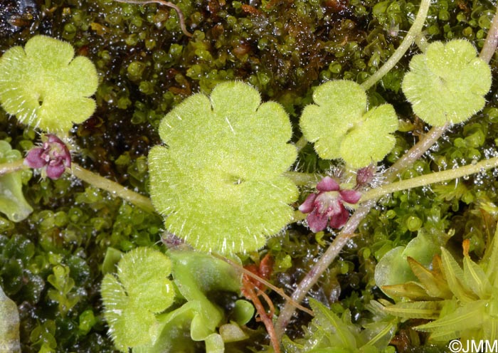 Sibthorpia europaea