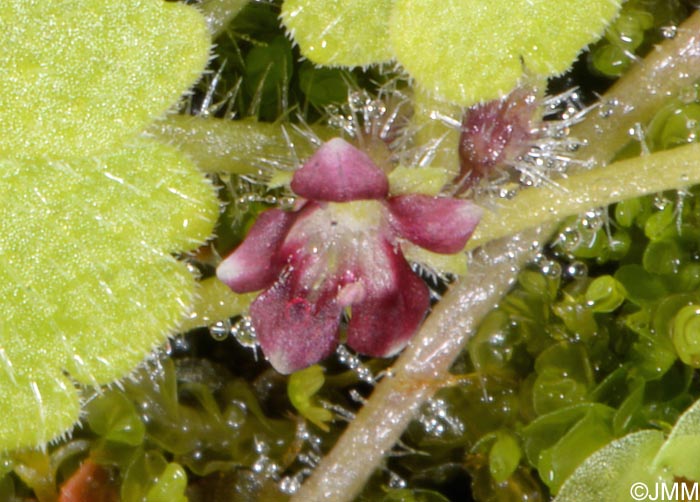 Sibthorpia europaea