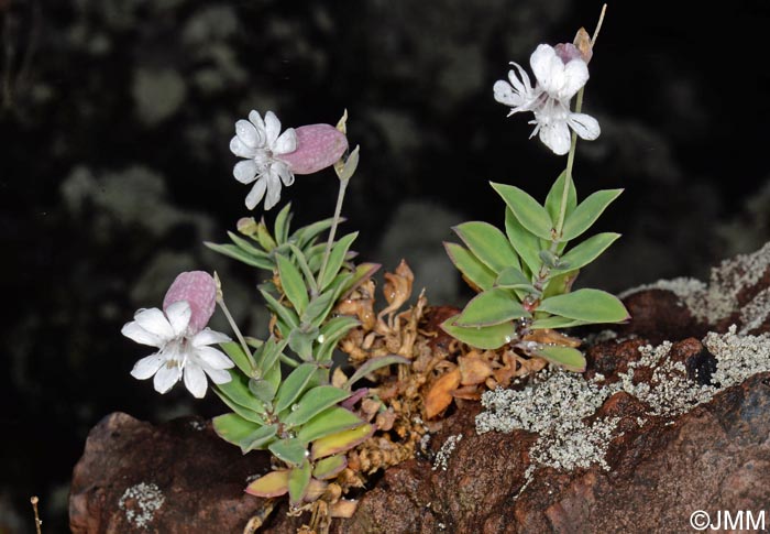 Silene uniflora subsp. uniflora