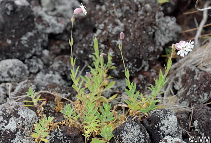 Silene uniflora subsp. uniflora