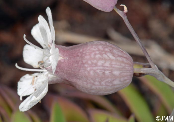 Silene uniflora subsp. uniflora