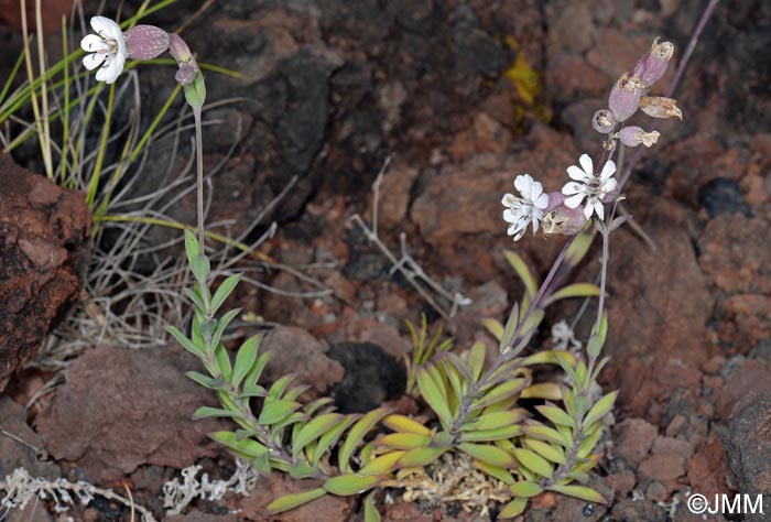 Silene uniflora subsp. uniflora