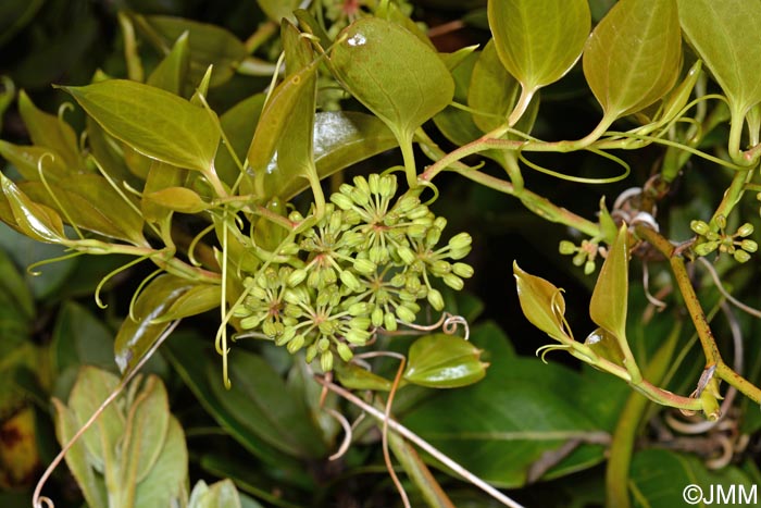 Smilax azorica