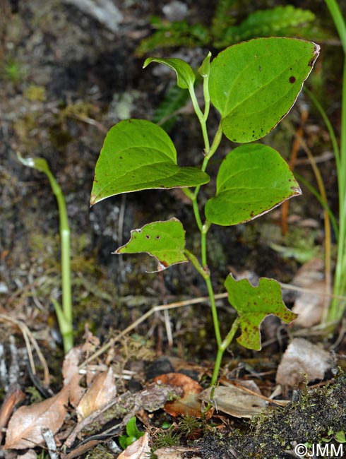 Smilax azorica