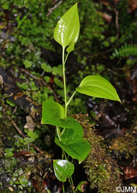 Smilax azorica