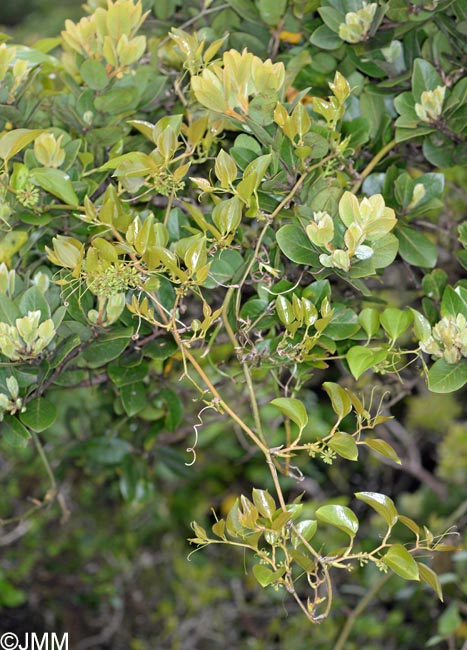 Smilax azorica & Laurus azorica