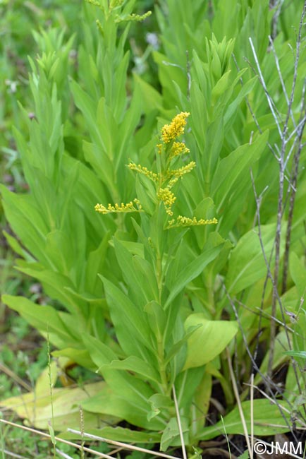 Solidago azorica