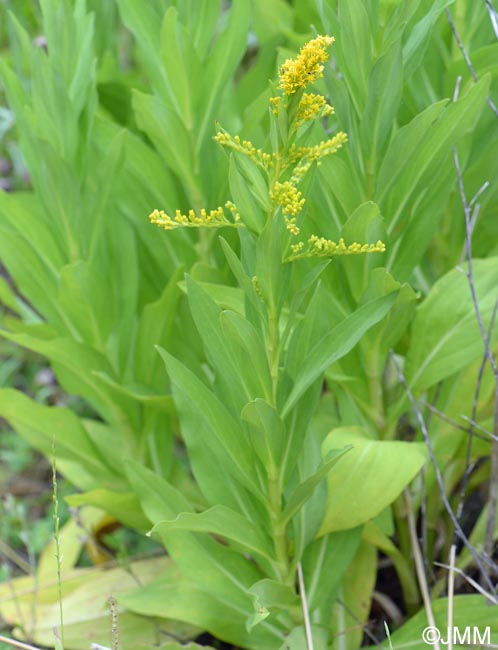 Solidago azorica