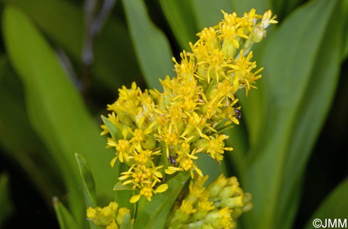 Solidago azorica