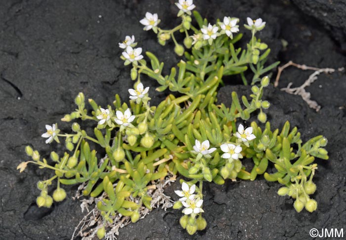 Spergula azorica = Spergularia azorica