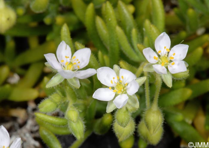 Spergula azorica = Spergularia azorica