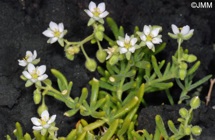 Spergula azorica = Spergularia azorica