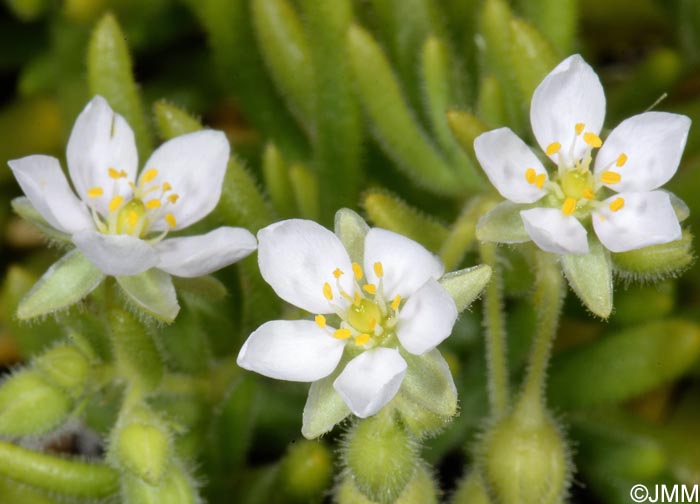 Spergula azorica = Spergularia azorica