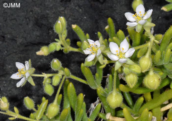 Spergula azorica = Spergularia azorica