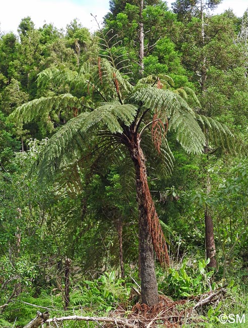 Sphaeropteris cooperi = Cyathea cooperi