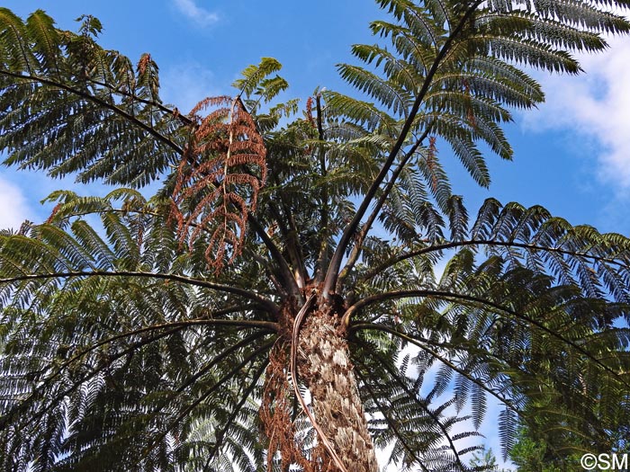 Sphaeropteris cooperi = Cyathea cooperi