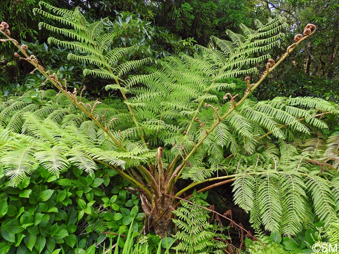 Sphaeropteris cooperi = Cyathea cooperi