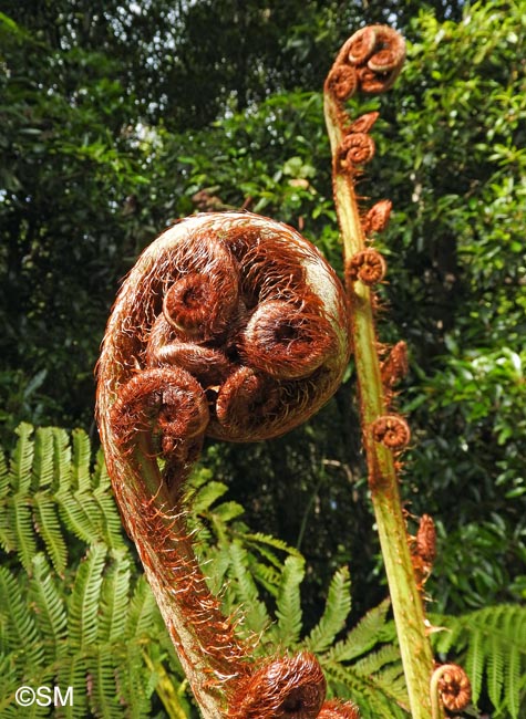 Sphaeropteris cooperi = Cyathea cooperi