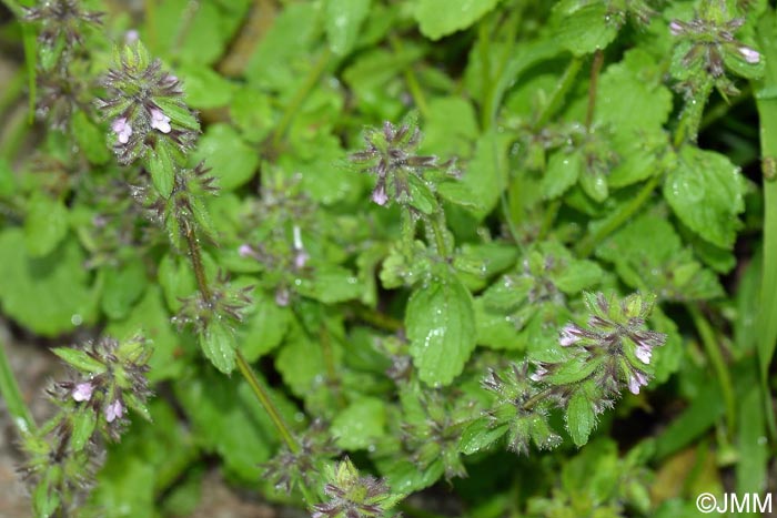 Stachys arvensis