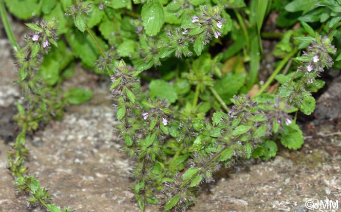 Stachys arvensis