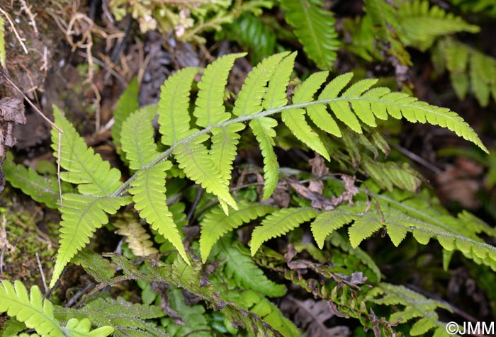 Stegnogramma pozoi