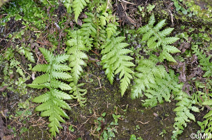 Stegnogramma pozoi