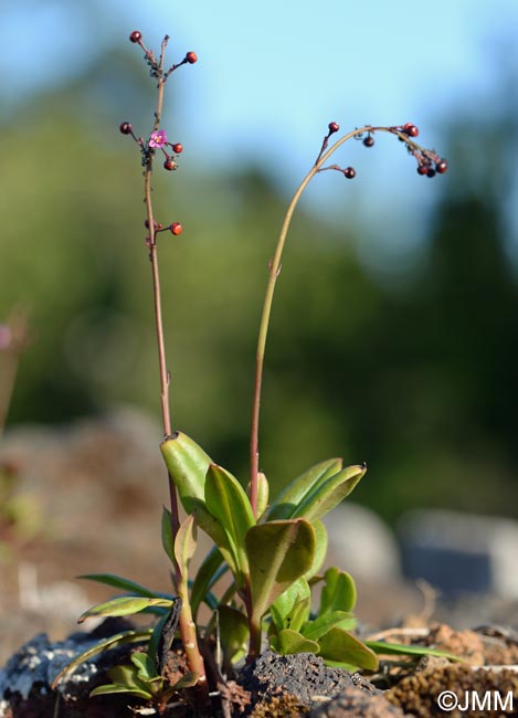 Talinum paniculatum