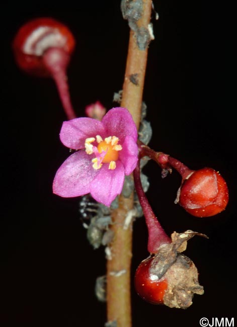 Talinum paniculatum