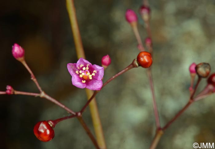 Talinum paniculatum