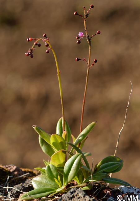 Talinum paniculatum