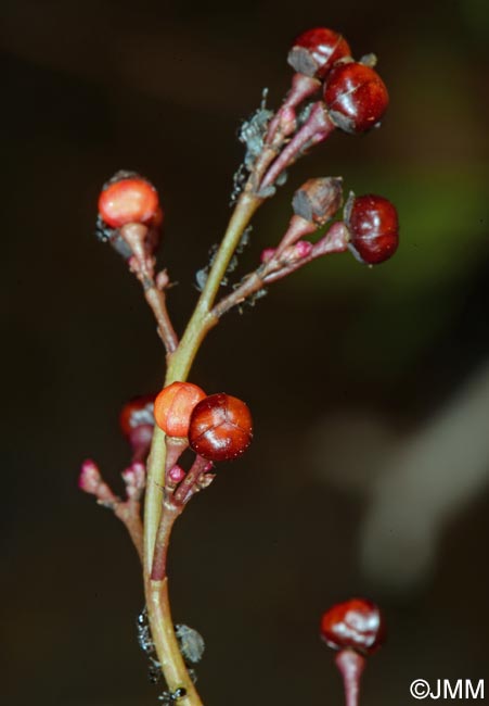 Talinum paniculatum