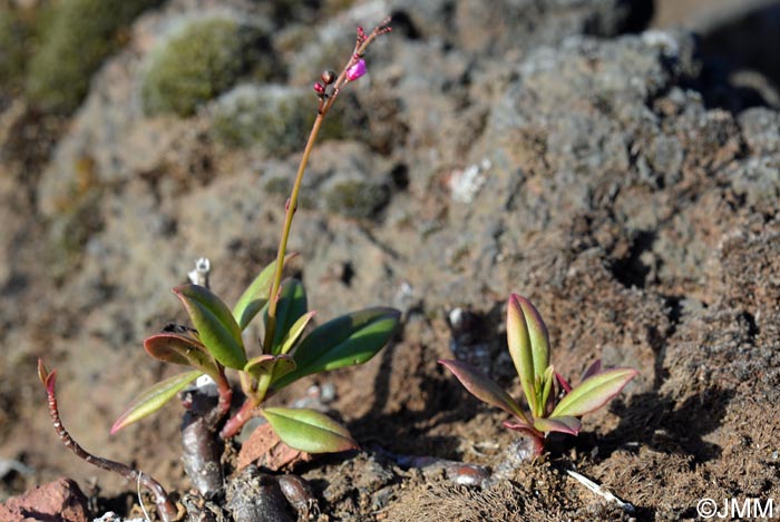 Talinum paniculatum