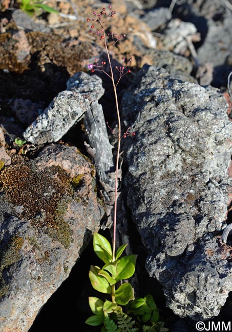 Talinum paniculatum