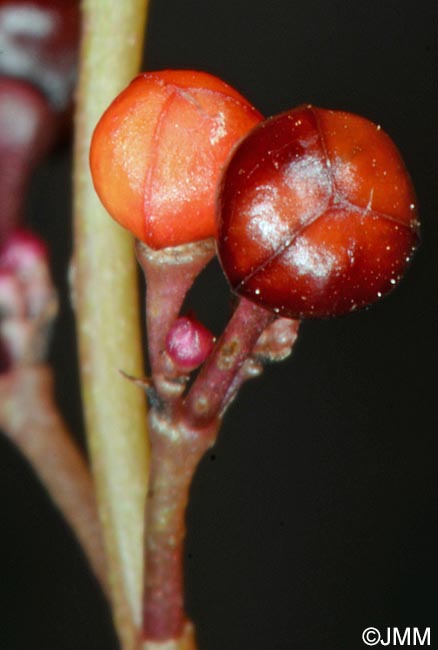 Talinum paniculatum